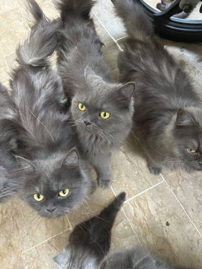 grey Persian