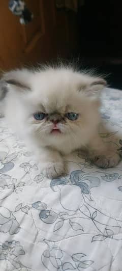 Picky Punch face cat