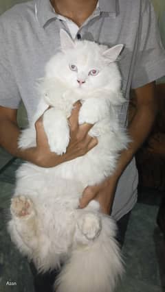 Persian healthy pair