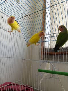 Lutino peach face rosicoli lovebird