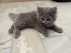 Persian Kittens 2 month