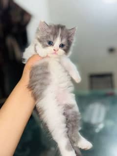 Persian Kittens 2 month
