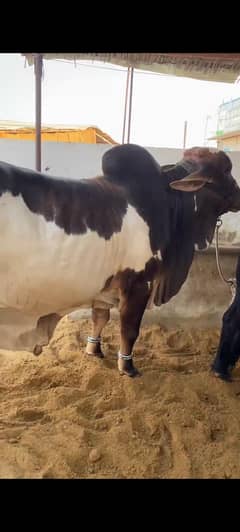 bachra 2 daant