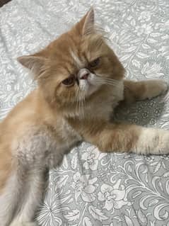 Cat for sale