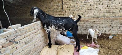 Qurbani K Bakry for Sale