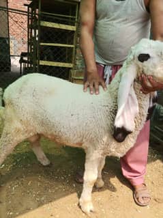 Kajla chatra  kheera top breed beautiful home breed