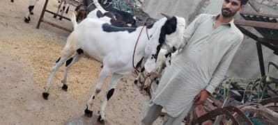 Khasi Bakra for sale