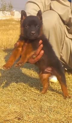 German Shepherd Double Coat Pair / Black German Shepherd Puppies