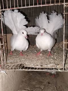 pigen