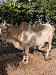 Qurbani Bull. 2 Daant