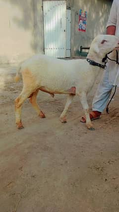 Mundray Bakray