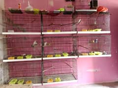 birds