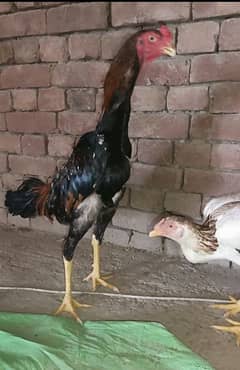 Shamo Pair Supreme Quality age 7.5month