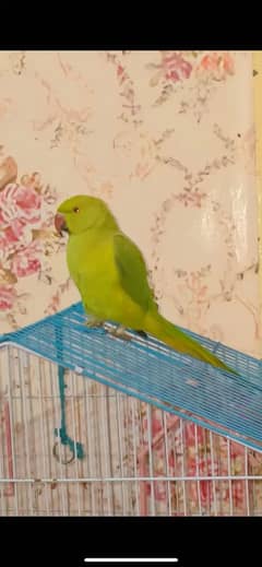 Green parrot