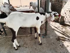 بکرے