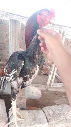Big Size Quality Aseel
