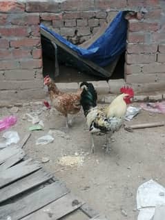 eggs dati han 1000 per piece