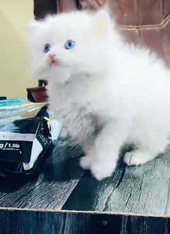 Persian hamalian british punch face piki face cat 03250387943