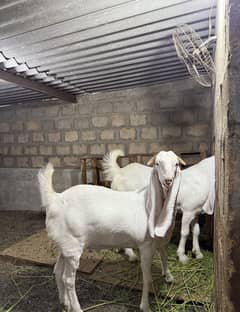 Gulabi Bakrey khassi