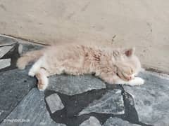 Prrsian cat 20 days babies