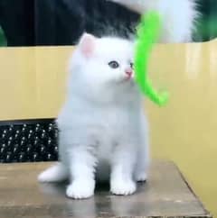 Persian