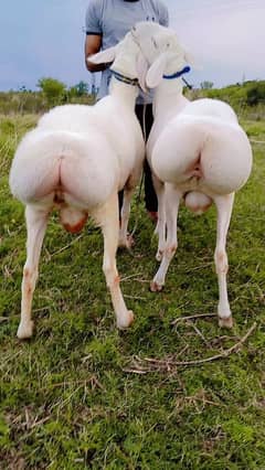 Qurbani