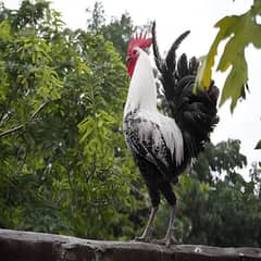 Misri fayoumi Egg laying hens set Available