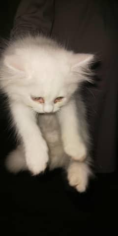 3 kittens Persian for sale persain white & brwon
