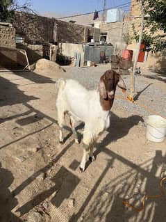 desi bakray