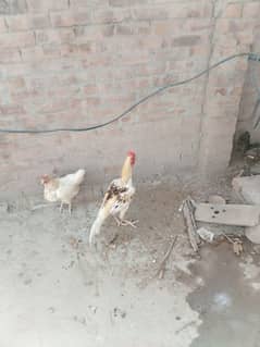 aseel murga plus deisi murgiya