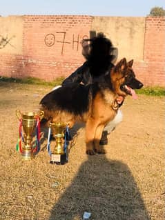 show winner long coat german shepherd