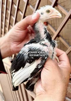 Home breed chicks