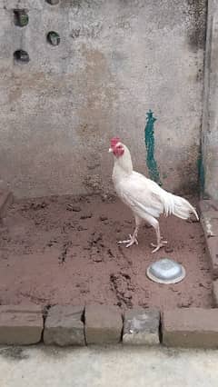 Heera Aseel white noke nalli
