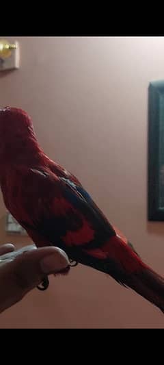Red Moluccan Lorry Tamed Male