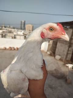 HEERA