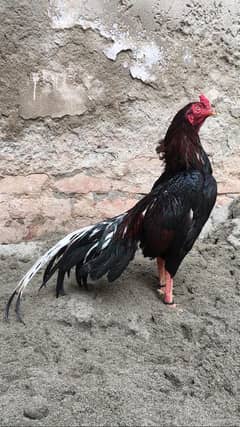 Aseel Lahka Amroha For Sale