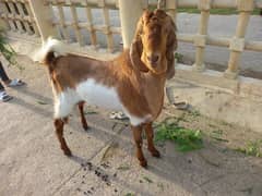 qurbani
