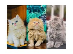 Persian hamalian british punch face piki face cat's and kitten's