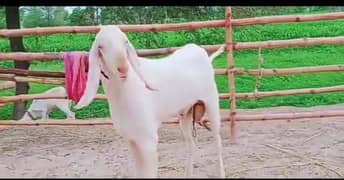 Gulabi