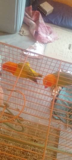 pair fisar
