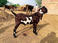 Bakra / Goat