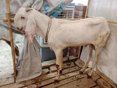 Bakra |desi Bakra| rajanpuri Bakra |goat #qurbani