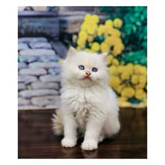 Persian
