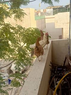 Hen for sale egg laying