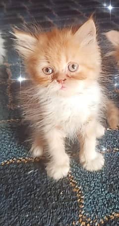 Persian Female kitten