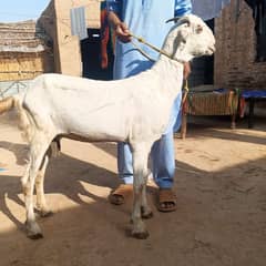 bakri aur sale do bakriyan ek bakra