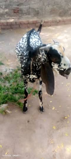 bakra