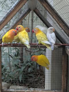 Lovebirds pathy and breeder