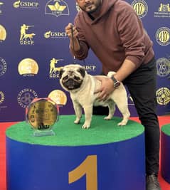 Pug