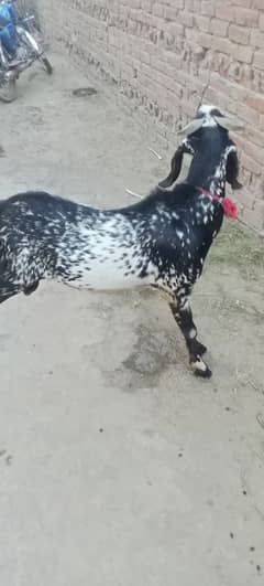 desi
